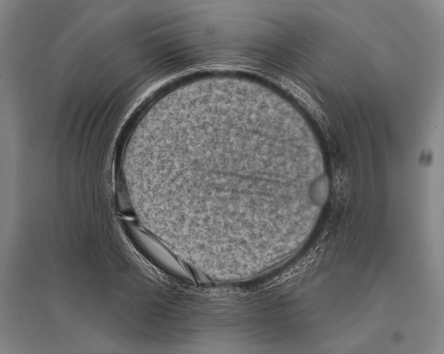 X0000096640934200803041123