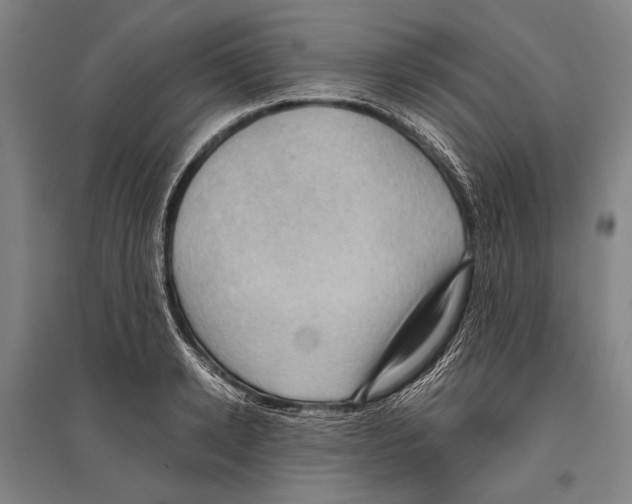 X0000096640942200803041123