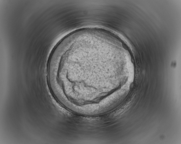 X0000096640951200803041123