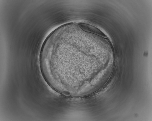 X0000096640959200803041123