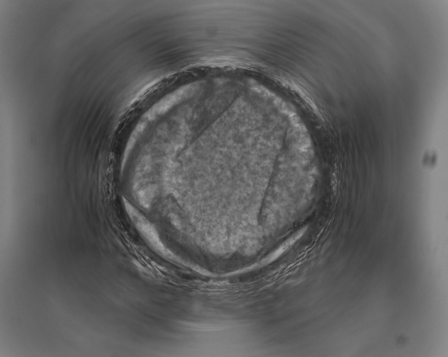 X0000096640968200803041123