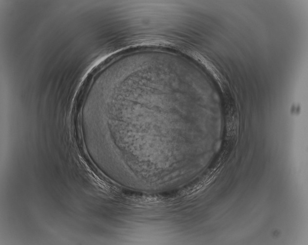 X0000096640975200803041123