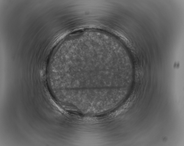 X0000096640977200803041123