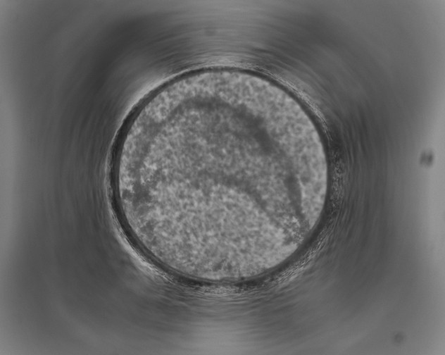 X0000096640991200803041122