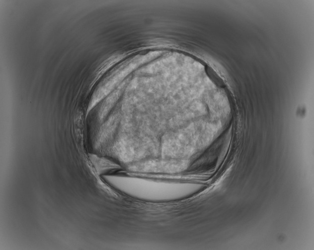 X0000096641001200803041122