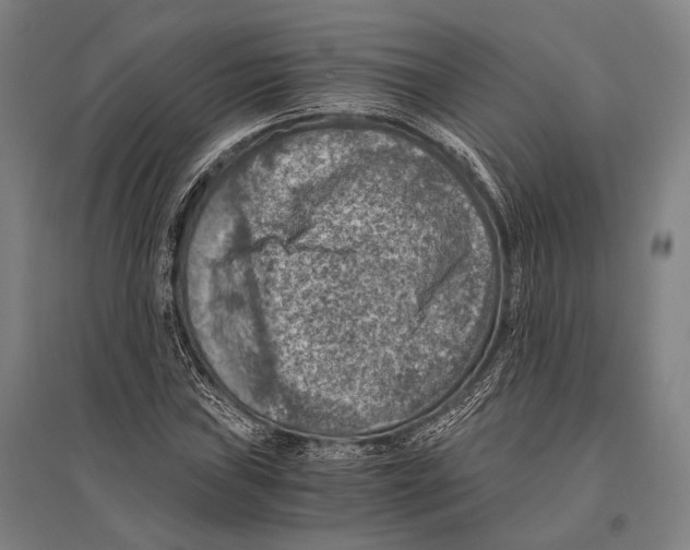 X0000096641019200803041121