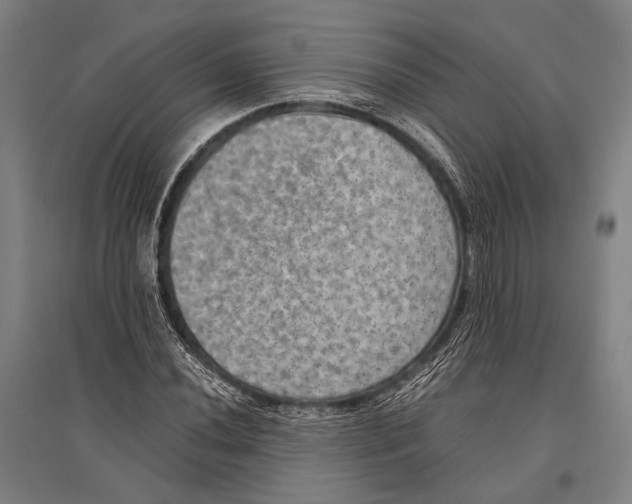 X0000096641020200803041121