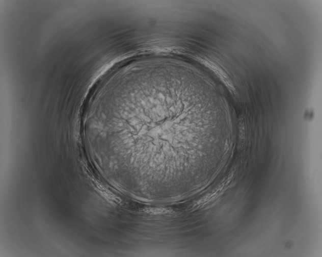 X0000096641023200803041121