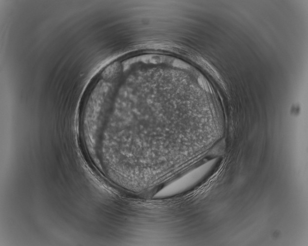 X0000096641028200803041122