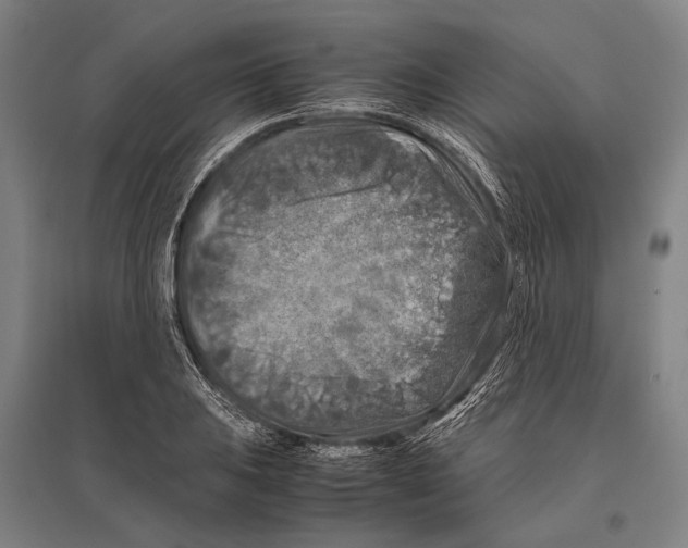 X0000096641031200803041122