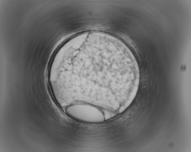 X0000096641032200803041122