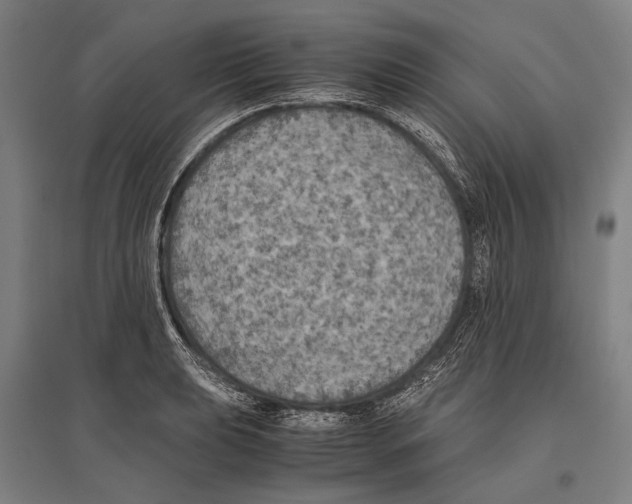 X0000096641039200803041122