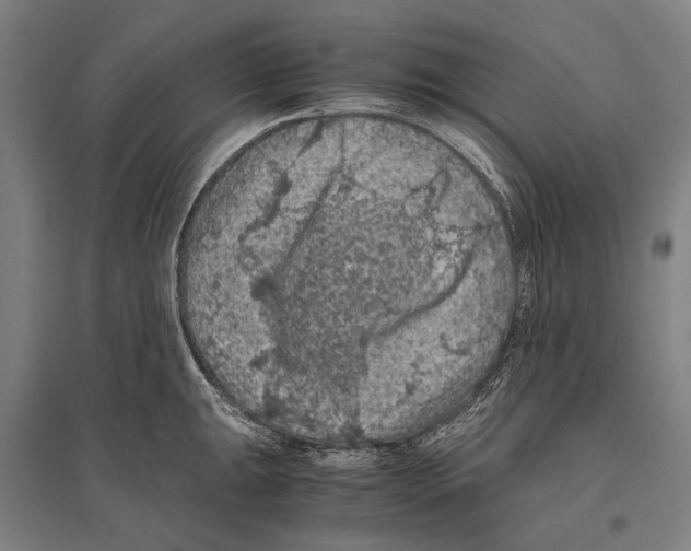 X0000096641047200803041122