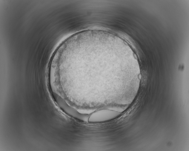 X0000096641048200803041122