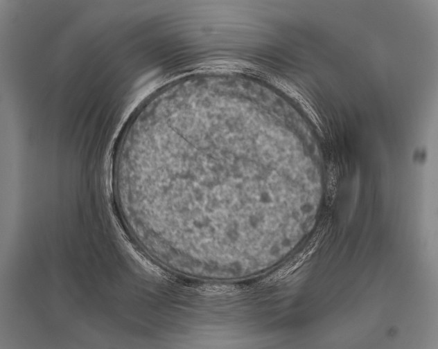 X0000096641083200803041121