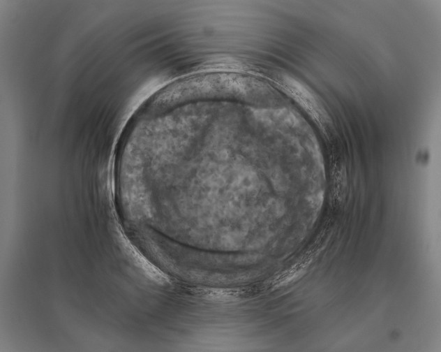 X0000096641084200803041121