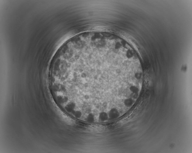 X0000096641091200803041121