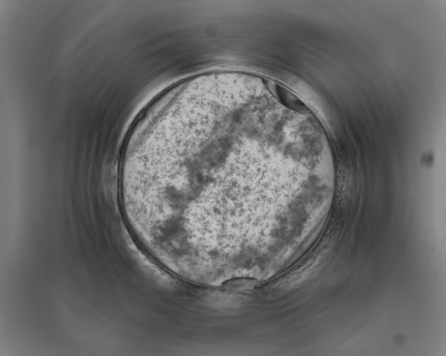 X0000096641100200803041121