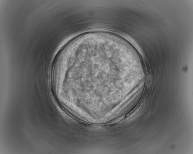 X0000096641101200803041121