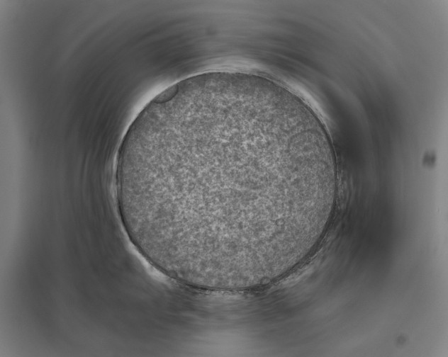 X0000096641103200803041121