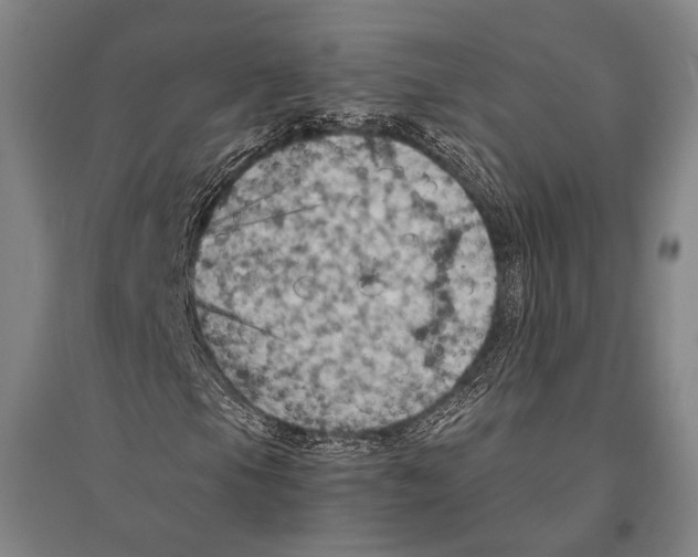 X0000096641105200803041120