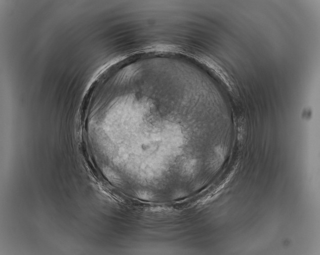 X0000096641117200803041120