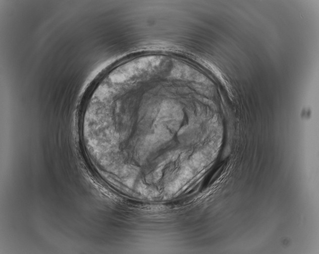 X0000096641120200803041120