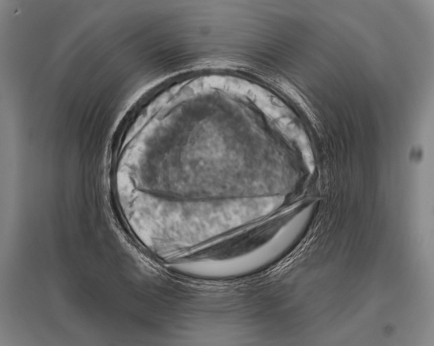 X0000096641124200803041120