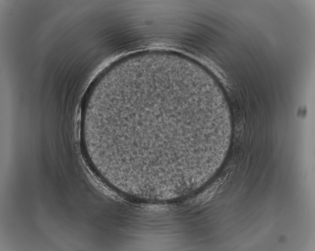 X0000096641126200803041120