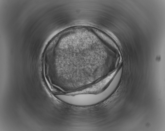 X0000096641144200803041120