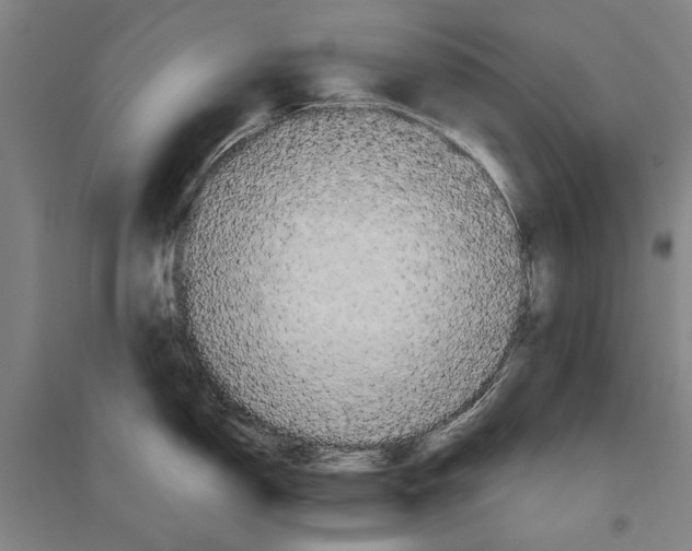 X0000096641150200803041121