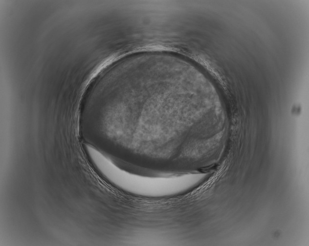 X0000096641173200803041120