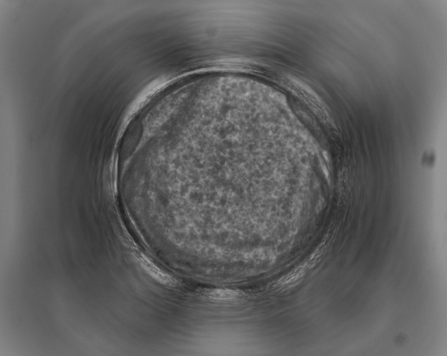 X0000096641180200803041120