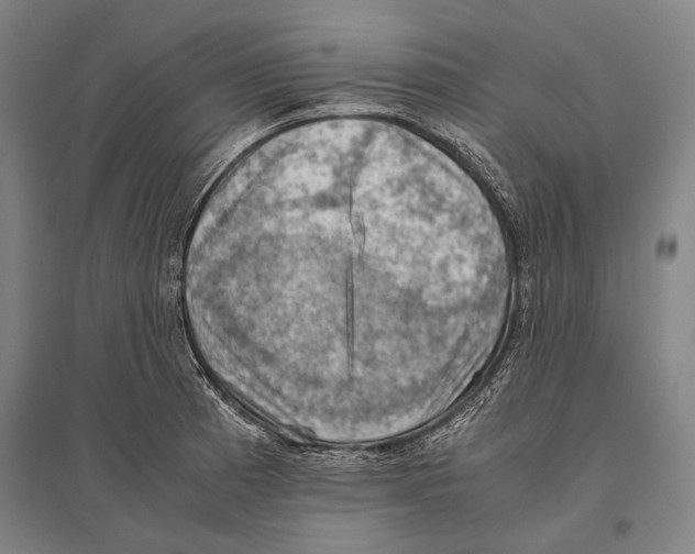 X0000096641185200803041119