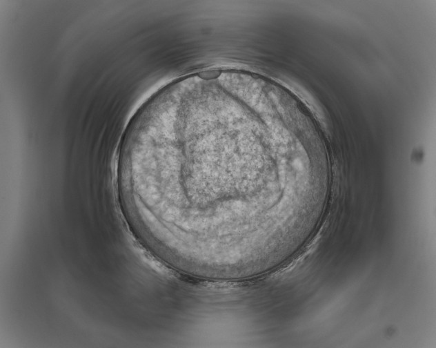 X0000096641198200803041119