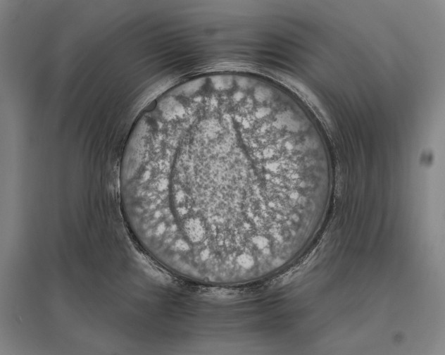 X0000096641241200803041119