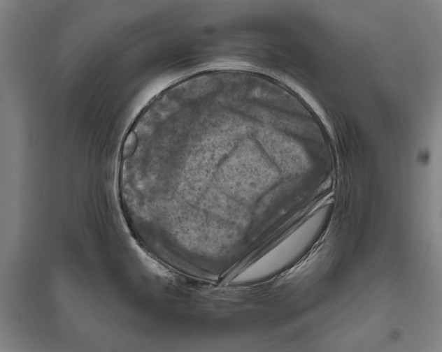 X0000096641245200803041119