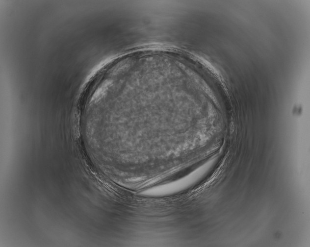 X0000096641310200803041117