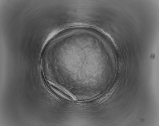 X0000096641365200803041117