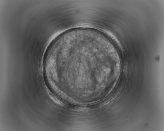 X0000096641372200803041117