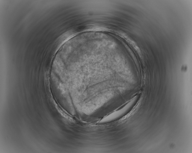 X0000096641425200803041116