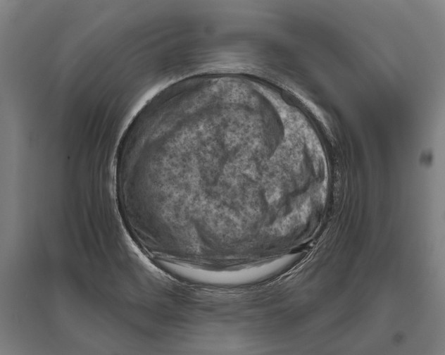 X0000096641468200803041115