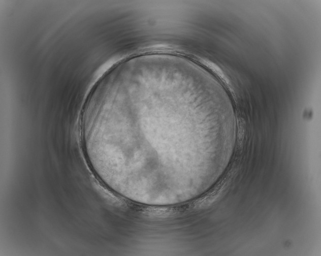 X0000096641474200803041115