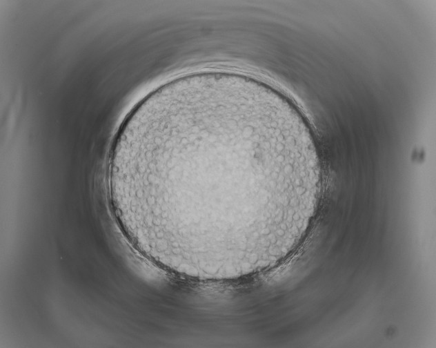 X0000096641514200803041114