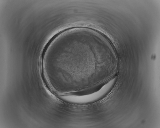 X0000096641515200803041114