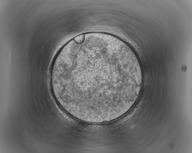 X0000096641517200803041114