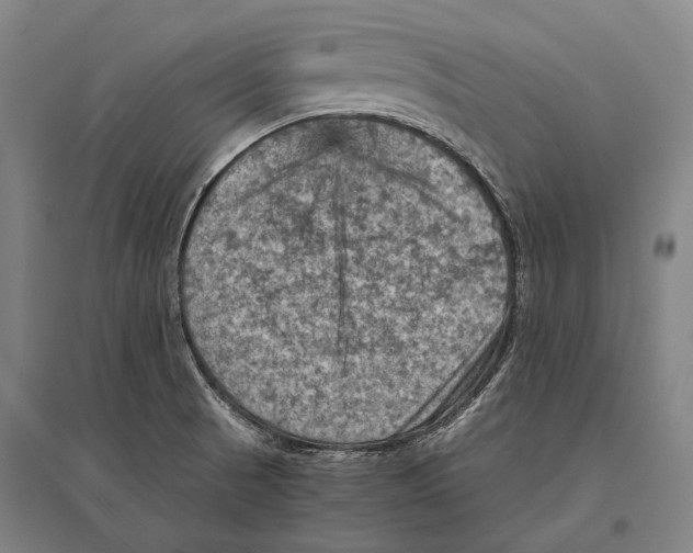 X0000096641521200803041114