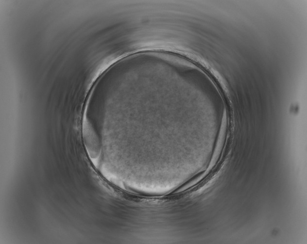 X0000096641529200803041115