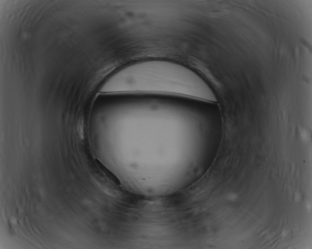 X0000096650068200802050943