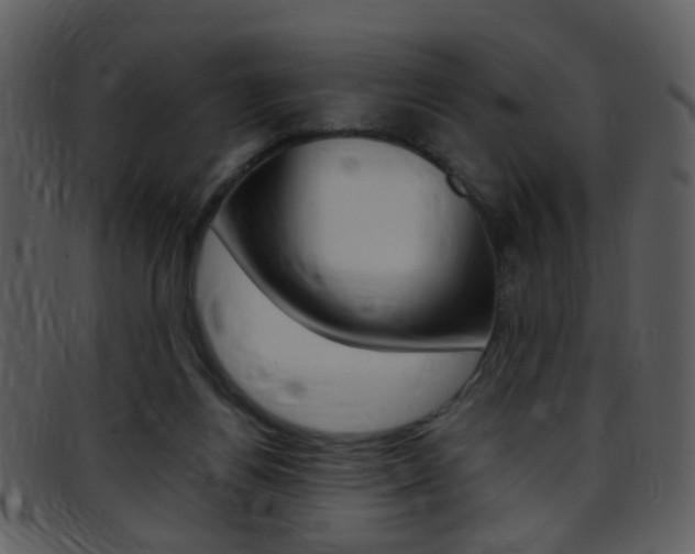 X0000096650164200802050942